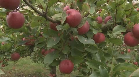 Tracking shot along a branch of red apples Stock Footage 10856410