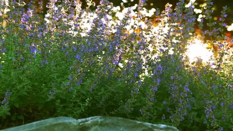 Tracking shot along catnip backlit by sun with honey bees buzzing in the flowers Video stock 76690141