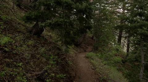 Tracking shot along dirt trail in the mountains through the trees Stock Footage