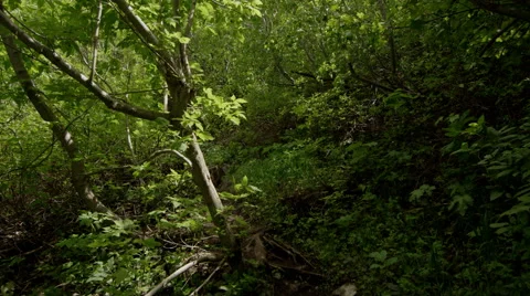 Tracking shot along dirt trail through green forest Stock Footage