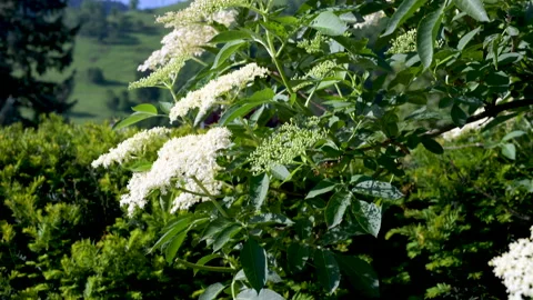 Tracking shot along a flowering elder bush in spring as a close-up view Stock Footage 130849810
