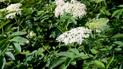 Tracking shot along a flowering elder bush in spring as a close-up view Stock Footage 130850104