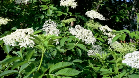 Tracking shot along a flowering elder bush in spring as a close-up view Stock Footage 130851133
