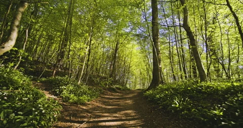 Tracking Shot Along Forest Path Surrounded by Lush Green Scenery 스톡 동영상 134073143