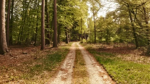 Tracking Shot Along Forest Pathway Stock Footage 115446213
