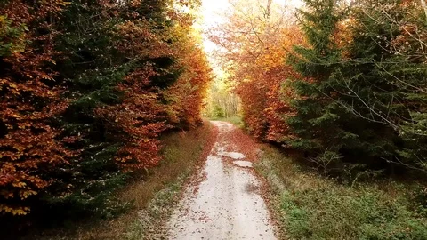 Tracking shot along a forest road during fall Stock Footage 98544846