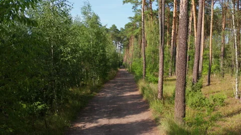 Tracking shot along forest road Stock Footage 131898697