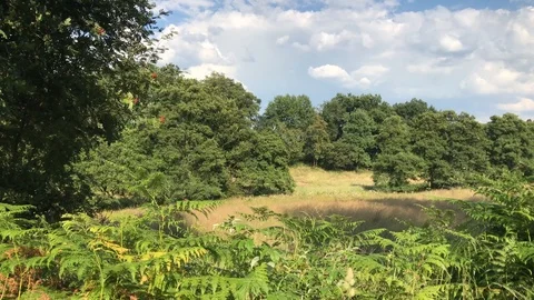 Tracking shot along a group of trees shows green landscape Stock Footage 92660803