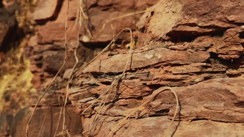 Tracking Shot Along Layered Sedimentary Rock Formation with Hanging Dry Roots Stock Footage 337867548