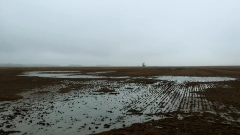 Tracking shot along mud soaked field toward a barren tree Stock Footage 100416515