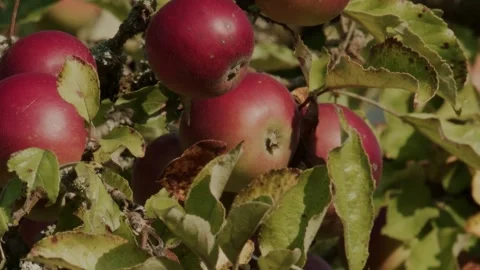 Tracking shot along ripe red heritage apples on the tree (close-up) 库存影片 335369126