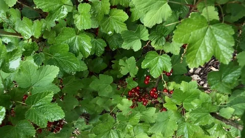 Tracking shot along a ripe redcurrant bush Stock Footage 95755526
