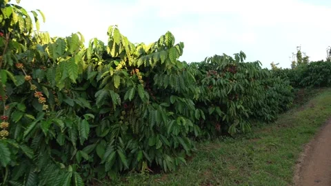 Tracking Shot Along Rows of Ripe Coffee Trees on Farm Road 스톡 동영상 344011773