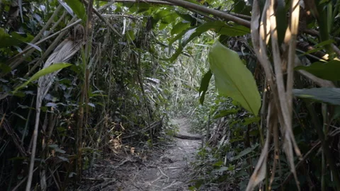 Tracking shot along small jungle path in dense tropical Amazon rainforest Stock Footage 135597591