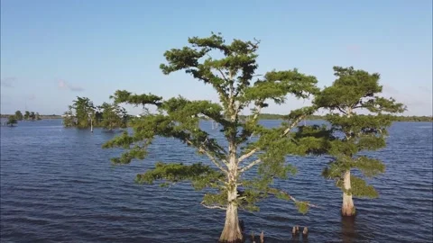 Tracking shot along two trees in a calm lake Stock Footage 131324651