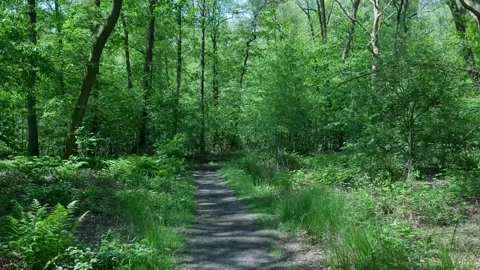 Tracking shot along a winding path in a vibrant green forest Stock-Footage 336903213