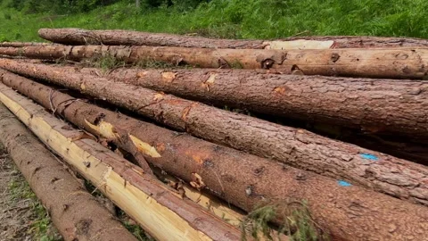 Tracking Shot Alongside Pile of Cut-Down Trees in Forest Stock Footage 312896780