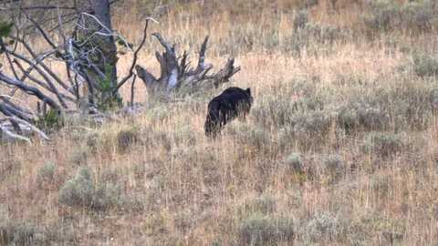 Tracking shot of an alpha male wolf walking up a hill in yellowstone Stock Footage 119683784