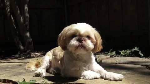 Tracking shot and closeup of shih tzu, gets up and walks away Stock Footage 79737539