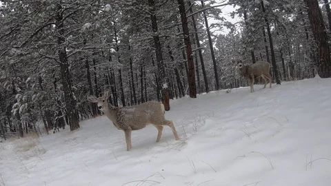 Tracking shot of anterless mule deer fleeing from vehicle in fresh snow Stock Footage 128095131