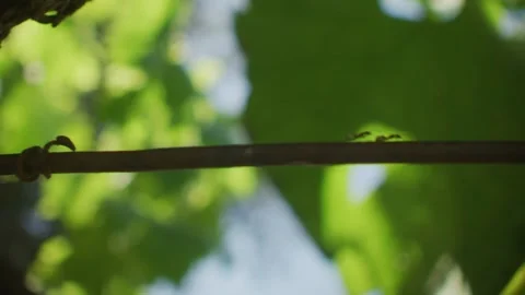 Tracking shot of Ants walking on wire in between vines grapes vineyard in shade Stock Footage 226211725