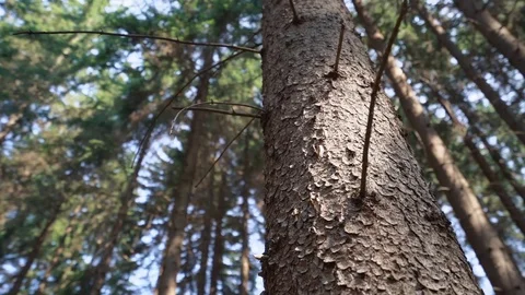 Tracking shot around pine tree Stock Footage 127840933