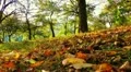 tracking shot autumn HD Footage