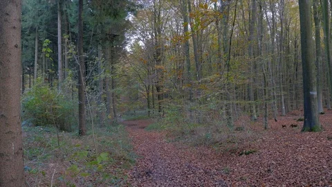 Tracking shot in autumn forest Stock Footage 93215129