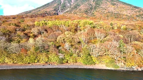 Tracking Shot | Autumn Forest | Lakeshore - 4K Aerial Video Stock Footage 329052939