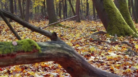 Tracking shot in the autumn forest with old tree trunk with many ants Stock Footage 45092203