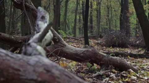 Tracking shot in the autumn forest with old tree trunk with falling leaves Stock Footage 45104898