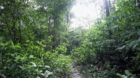A tracking shot of backpackers or tourists hiking along a Western Ghats for.. 스톡 동영상 314206224