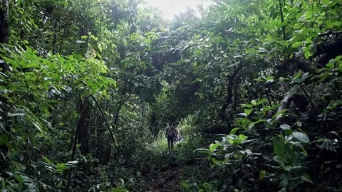 A tracking shot of backpackers or tourists hiking along a Western Ghats for.. Stock Footage 314206282