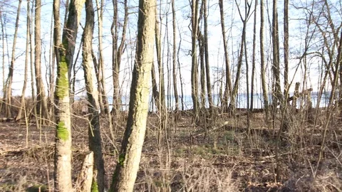 Tracking shot in the bare forest with blue lake in the background Video stock 123979612