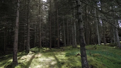 Tracking shot. Bare tree trunks in autumn. Sun rays penetrate trees and reflect Stock Footage 87565102