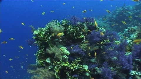 Tracking Shot Of Barrier Reef, Red Sea Waters Stock Footage 301020368
