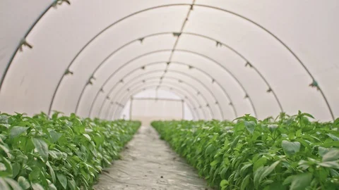 Tracking shot of a Basil inside a greenhouse 스톡 동영상 89974773