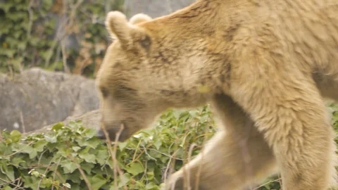 Tracking shot- bear walks toward the left Stock Footage 105362262