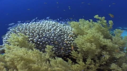 Tracking Shot, Beautiful Corals And Fish, Tropical Waters Stock Footage 301020439