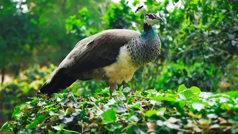 Tracking shot of a beautiful peacock. Vídeos de archivo 108856464