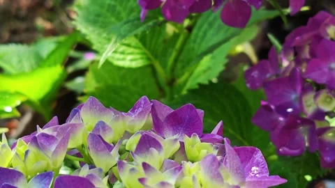 Tracking shot of beautiful purple hydrangea blossoms Stock Footage 339158127