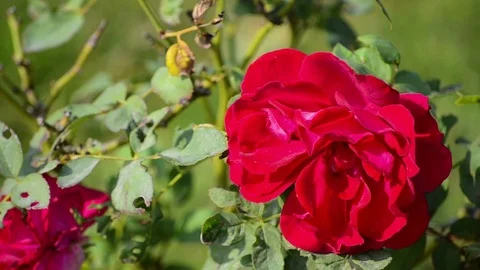Tracking Shot Of Beautiful Red Rose Stock-Footage 73819677