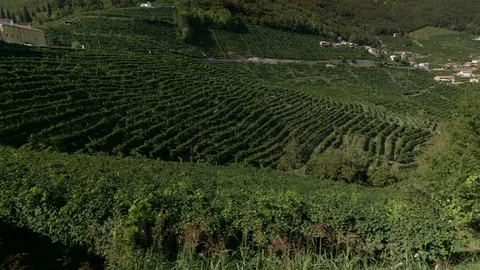 Tracking shot - Beautiful view of vineyard near Santo Stefano - 4k Vídeos de archivo 115507119