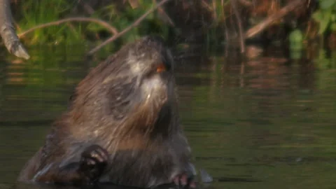 A tracking shot of a beaver searching for a piece of wood to chew on Stock Footage 206094137