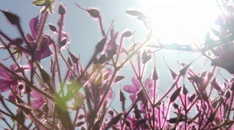 Tracking shot of bee flying through flowers Stock Footage 39327328