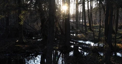 Tracking shot behind forest trees with ray of sunlight in background Stock Footage 126253114