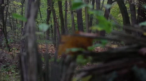 Tracking shot behind a old broken tree stump with look in the mysterious forest Stock Footage 45110096