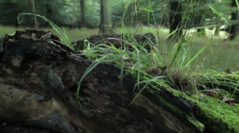 Tracking shot behind old tree stump with frog  in green forest Stock Footage 36667166