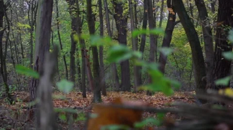 Tracking shot behind a tree with looking through branches in the autumn forest Stock Footage 45111068