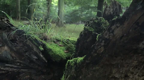 Tracking shot behind a tree stump in the forest - mystic Video stock 36667280